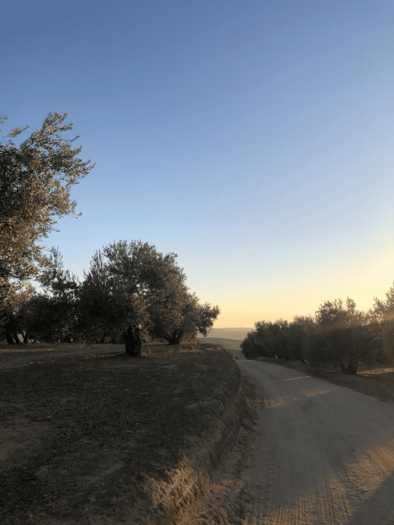 Olive grove