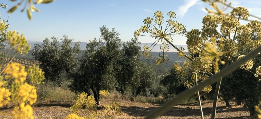 olivar con flores de primavera