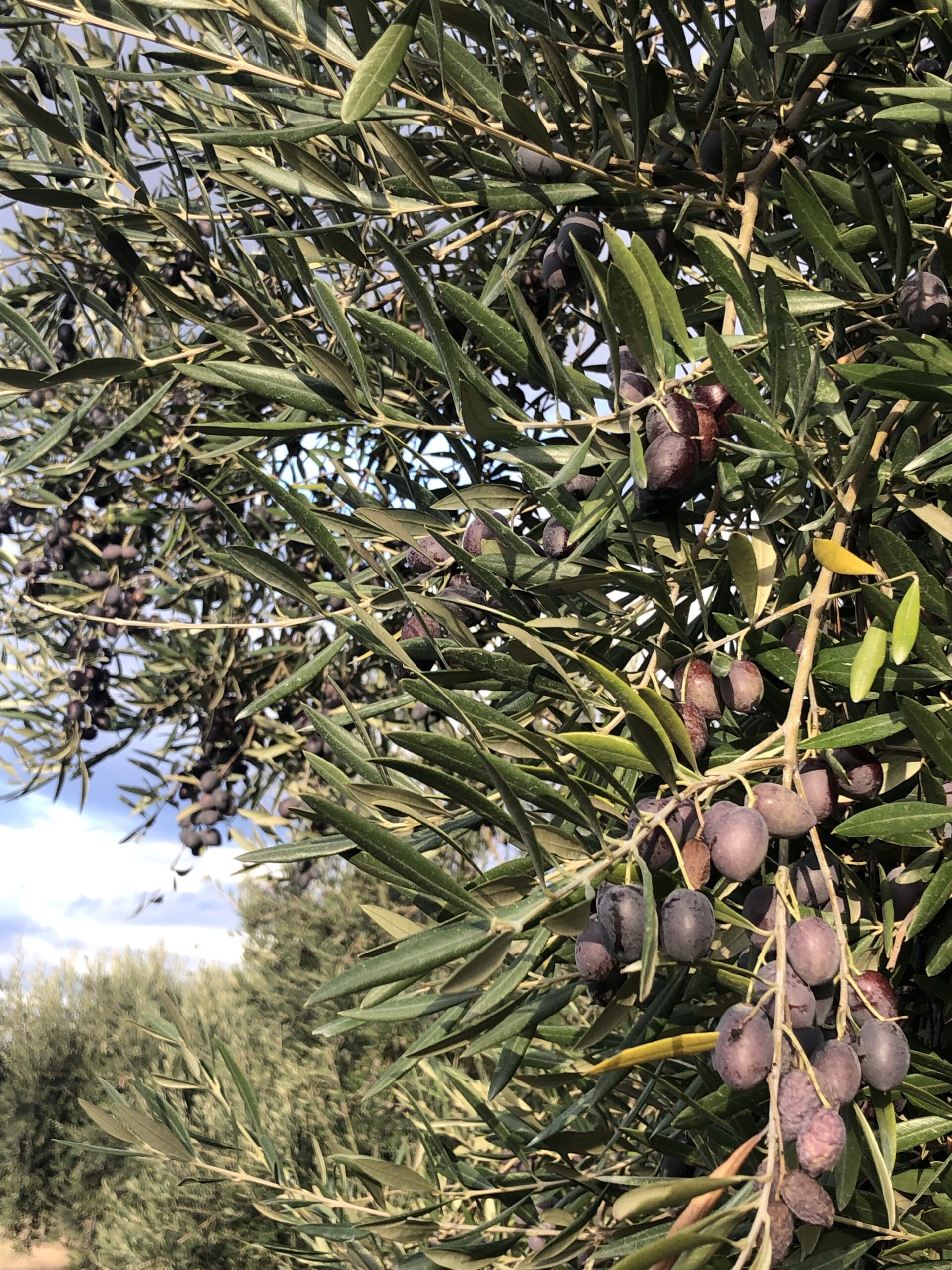 olives from Jaén, Andalusia